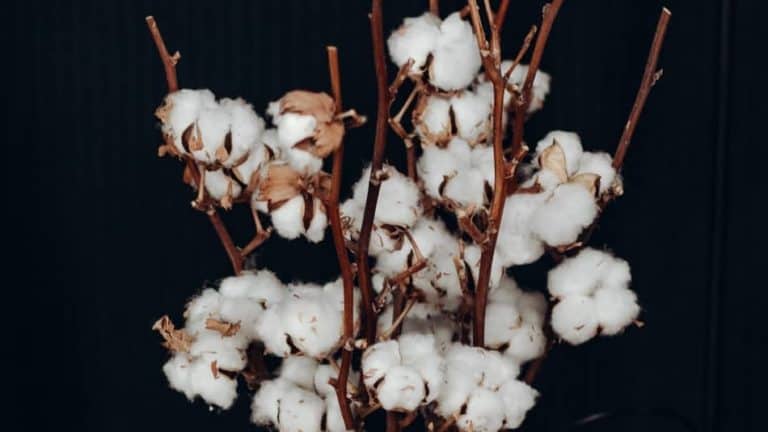 Can I Grow Cotton in my Backyard? – My Northern Backyard