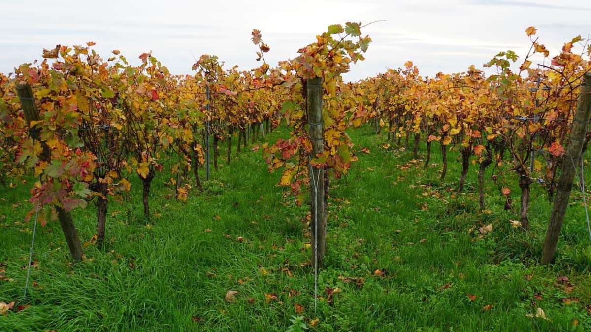 what-is-a-backyard-vineyard-my-northern-backyard