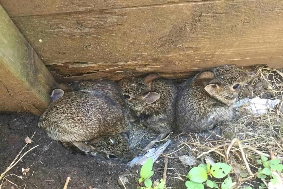 what-to-do-when-you-find-a-backyard-bunny-nest-my-northern-backyard